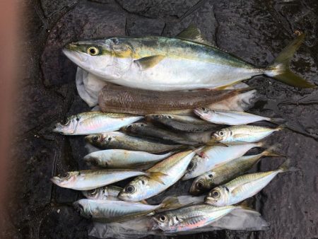 泳がせ釣りでハマチ